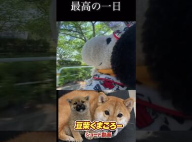 ドライブ日和#柴犬 　#くまころー　#ポイポイポー君三世　#犬好きと繋がりたい