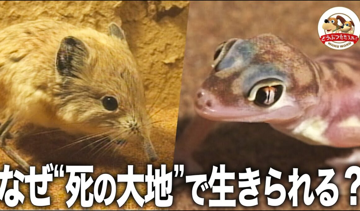 【ゾウのようなネズミ】ナミブ砂漠の珍獣たちはなぜ生きていけるのか？水分はどこから手にいれる？千石先生が不思議な生態を解説【どうぶつ奇想天外／WAKUWAKU】