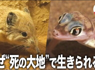 【ゾウのようなネズミ】ナミブ砂漠の珍獣たちはなぜ生きていけるのか？水分はどこから手にいれる？千石先生が不思議な生態を解説【どうぶつ奇想天外／WAKUWAKU】