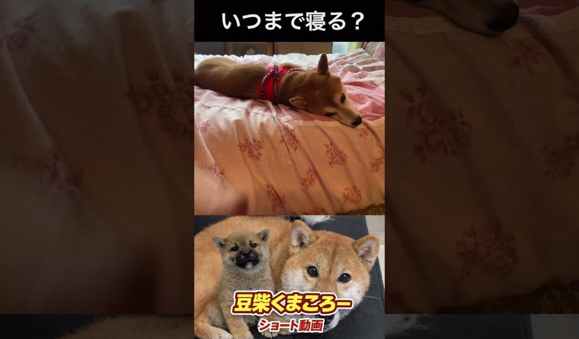 #柴犬 　#くまころー　#ポイポイポー君三世　#犬好きと繋がりたい
