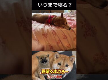 #柴犬 　#くまころー　#ポイポイポー君三世　#犬好きと繋がりたい