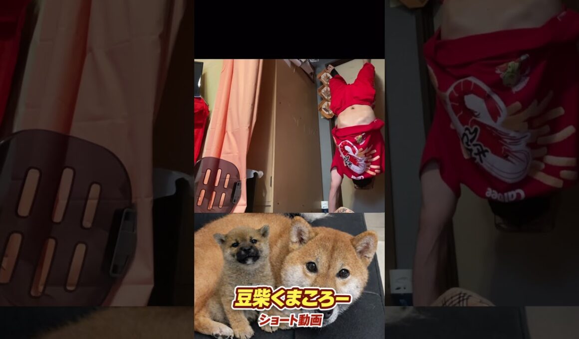 #豆柴飼い主#逆立ち86日目