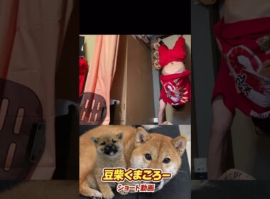 #豆柴飼い主#逆立ち86日目