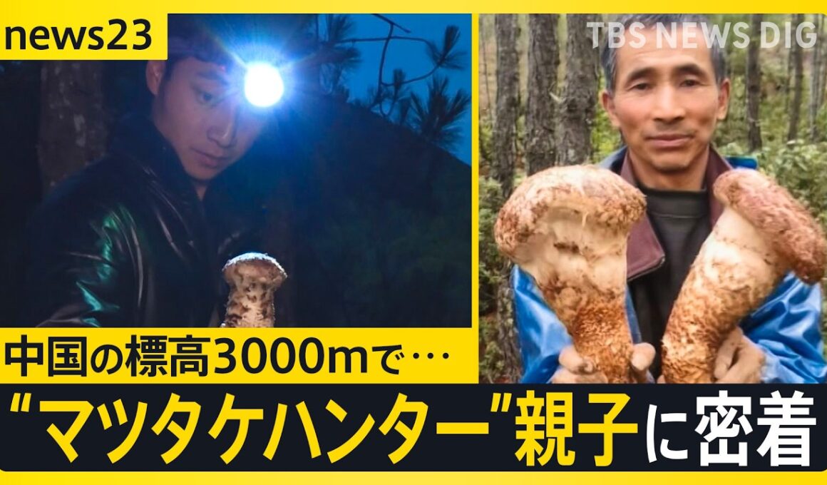 【秋の味覚の王様】中国の標高3000mで「巨大マツタケ」を発見…一攫千金を狙う“親子ハンター”に密着…父の背中追う息子は「マツタケ王になりたい」【news23】｜TBS NEWS DIG