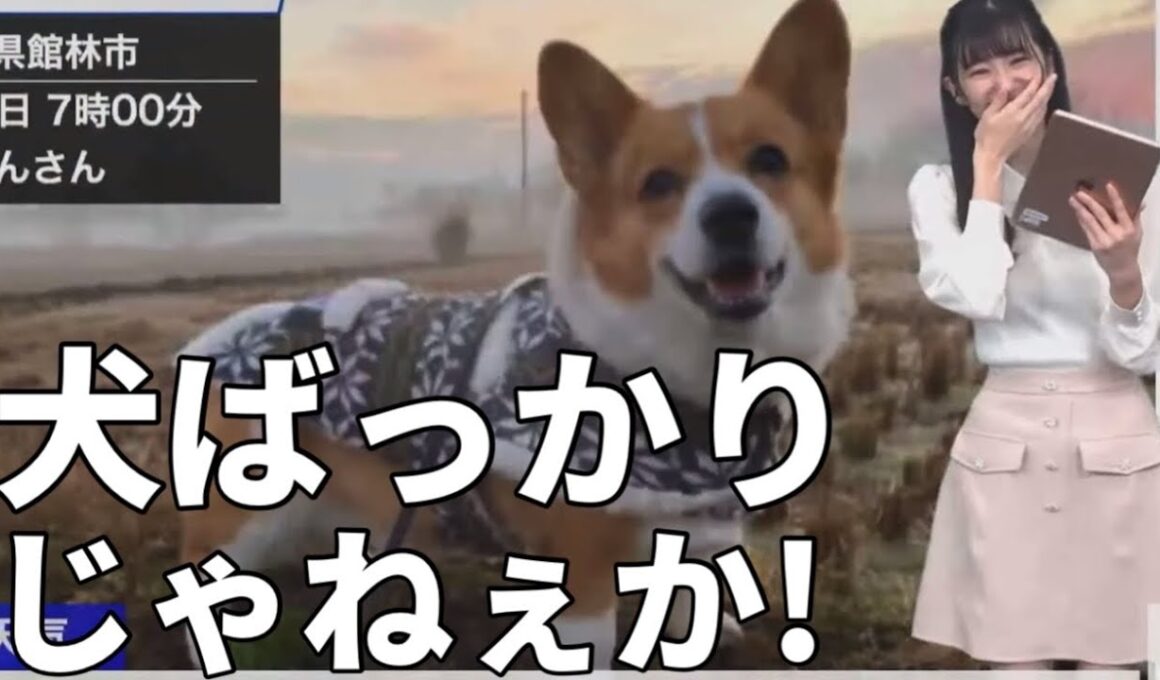 猫リポートなのに犬ばっかり送られてきて爆笑するお天気お姉さん【大島璃音】再