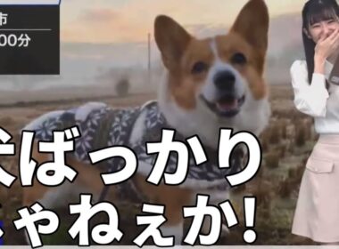 猫リポートなのに犬ばっかり送られてきて爆笑するお天気お姉さん【大島璃音】再
