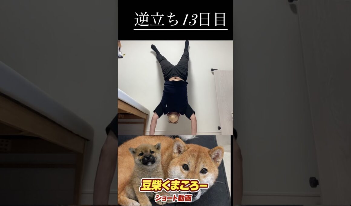 #柴犬 　#くまころー　#ポイポイポー君三世　#犬好きと繋がりたい