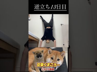 #柴犬 　#くまころー　#ポイポイポー君三世　#犬好きと繋がりたい