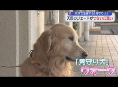 見守り犬「ジェード」の活動を引き継いで子どもたちの登校を見守るオスのゴールデンレトリバー「ウォーク」 静岡・焼津市