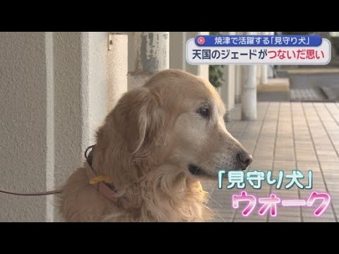 見守り犬「ジェード」の活動を引き継いで子どもたちの登校を見守るオスのゴールデンレトリバー「ウォーク」 静岡・焼津市
