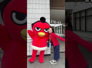 【大相撲九月場所】大相撲観戦の楽しみ方 #大相撲 #sumo #shorts #内田侑希