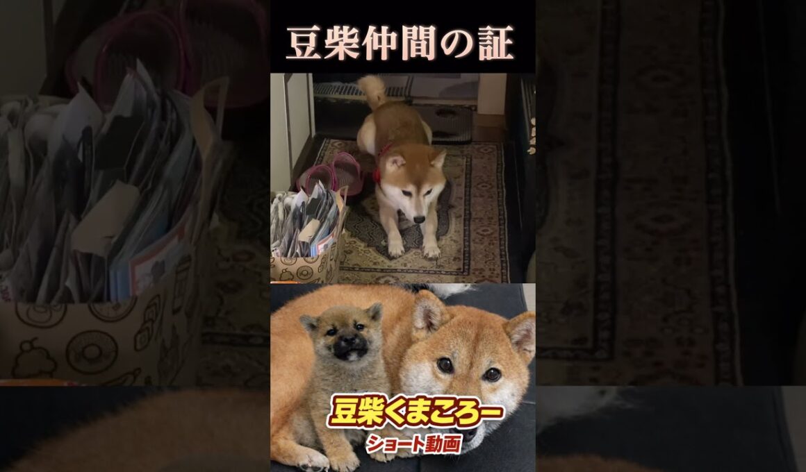 #豆柴飼い主#柴犬＃仲間の証#柴犬 　#くまころー　#ポイポイポー君三世　#犬好きと繋がりたい