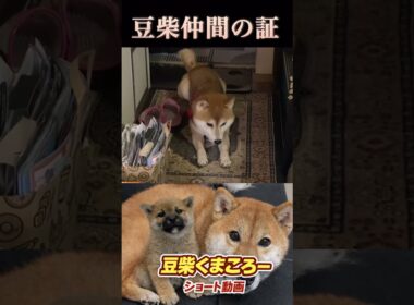 #豆柴飼い主#柴犬＃仲間の証#柴犬 　#くまころー　#ポイポイポー君三世　#犬好きと繋がりたい