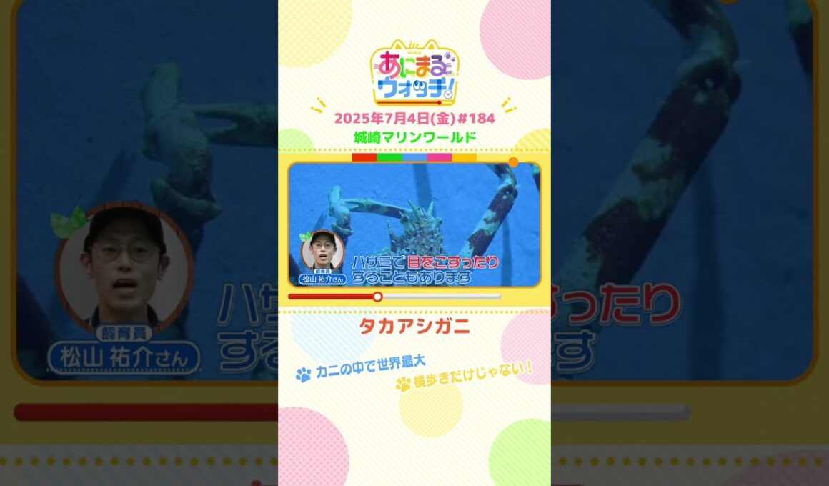 カニの中で世界最大！「タカアシガニ」　兵庫・豊岡市「城崎マリンワールド」　#shorts #読売テレビニュース #すまたん #あにまるウォッチ #動物