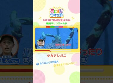 カニの中で世界最大！「タカアシガニ」　兵庫・豊岡市「城崎マリンワールド」　#shorts #読売テレビニュース #すまたん #あにまるウォッチ #動物