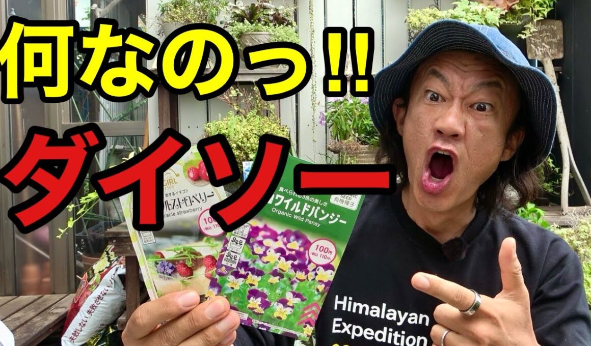 【これ大丈夫？】ダイソーの100円の種。実は〇〇なんです　　　【園芸超人カーメン君】