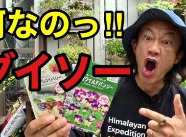 【これ大丈夫？】ダイソーの100円の種。実は〇〇なんです　　　【園芸超人カーメン君】