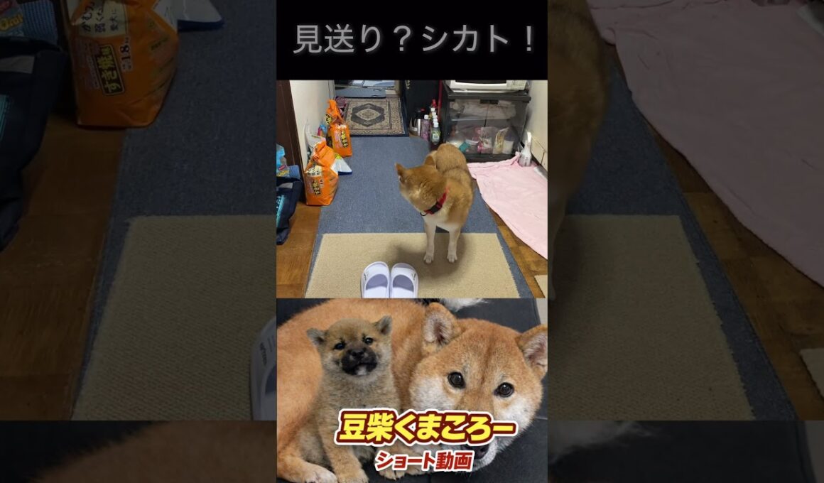 シカト！#柴犬 　#くまころー　#ポイポイポー君三世　#犬好きと繋がりたい