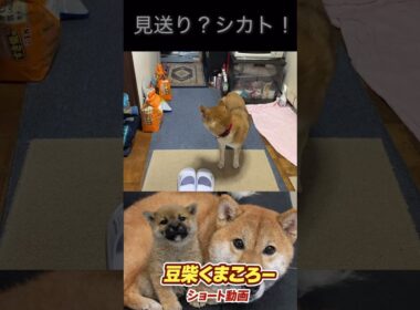 シカト！#柴犬 　#くまころー　#ポイポイポー君三世　#犬好きと繋がりたい