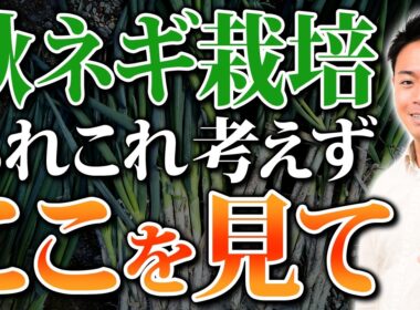 今すぐ見て！勘違いされがちなネギ栽培の真実【家庭菜園 土づくり ガーデニング ネギ栽培】