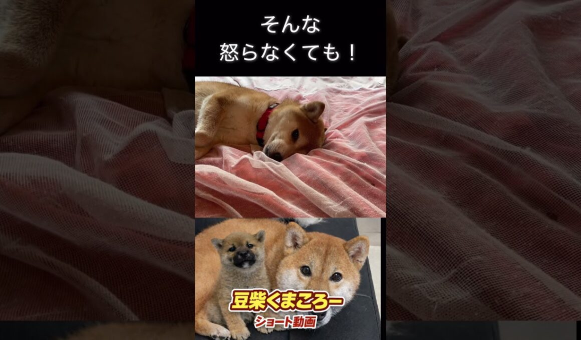 #怒らなくても#柴犬 　#くまころー　#ポイポイポー君三世　#犬好きと繋がりたい