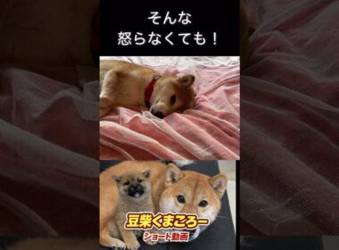 #怒らなくても#柴犬 　#くまころー　#ポイポイポー君三世　#犬好きと繋がりたい