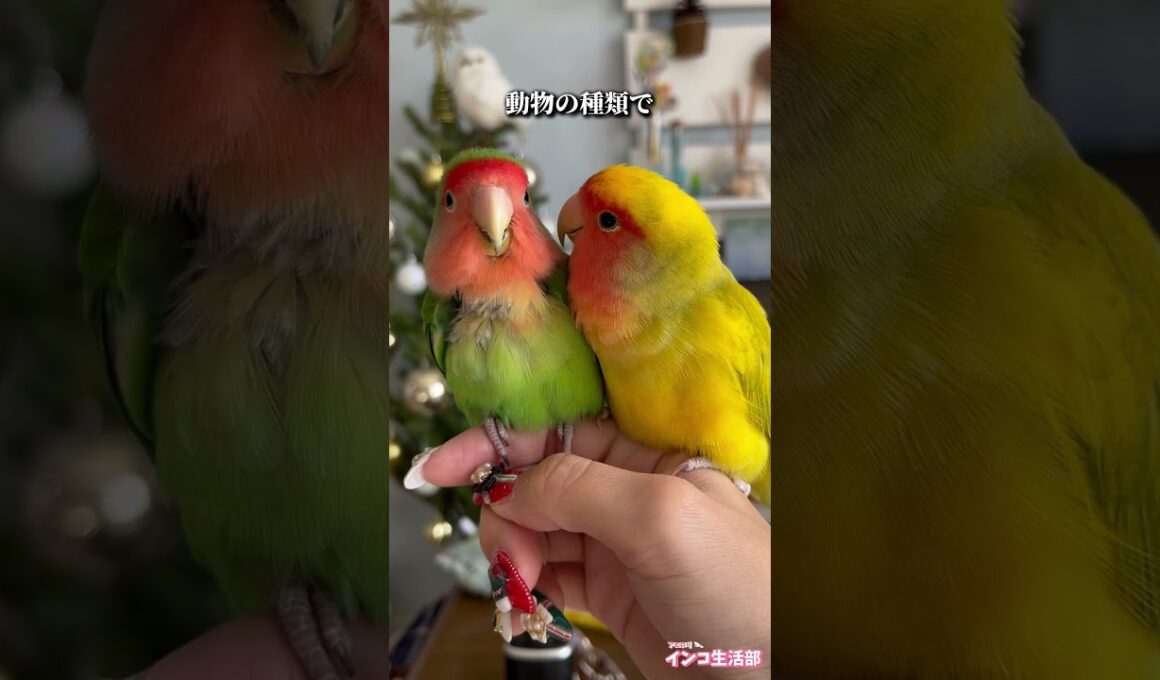 みなさんはどう思われますか？ #コザクラインコ #オカメインコ #セキセイインコ