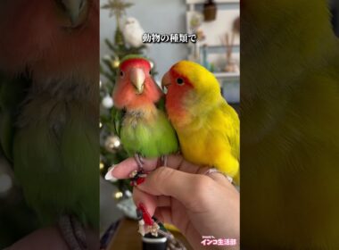 みなさんはどう思われますか？ #コザクラインコ #オカメインコ #セキセイインコ