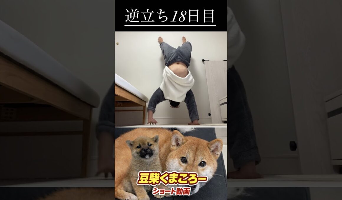 #柴犬 　#くまころー　#ポイポイポー君三世　#犬好きと繋がりたい