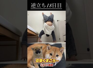 #柴犬 　#くまころー　#ポイポイポー君三世　#犬好きと繋がりたい