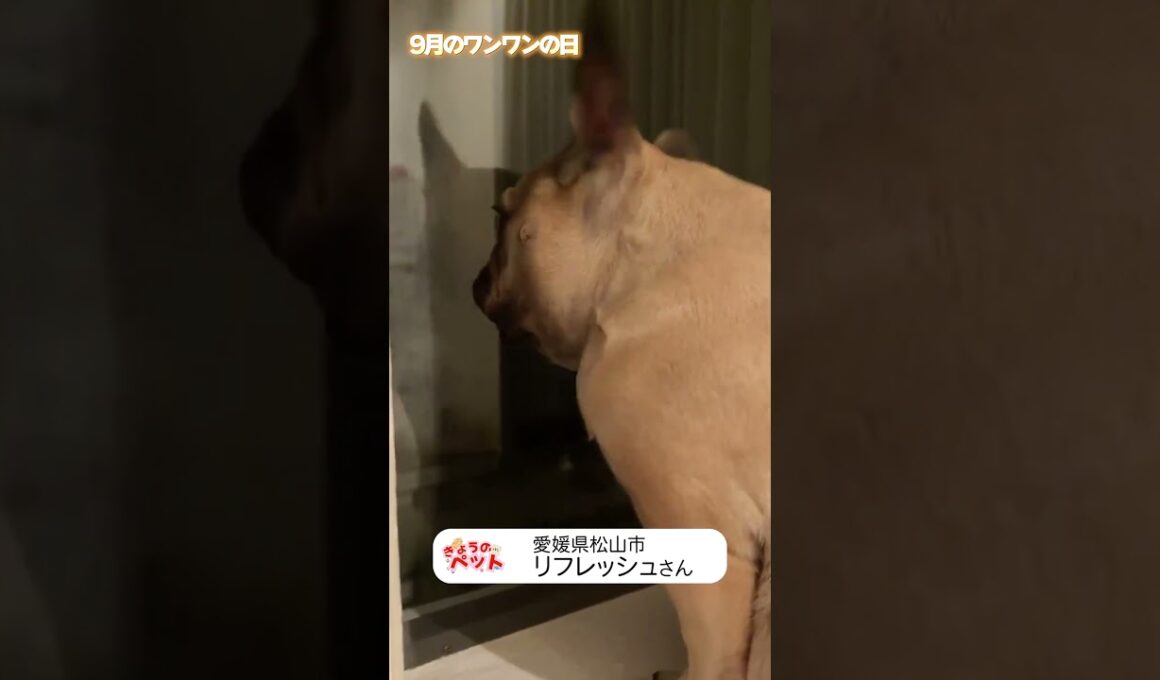 【9月のワンワンの日】2026/09/11　#いぬ #癒し