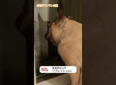 【9月のワンワンの日】2026/09/11　#いぬ #癒し