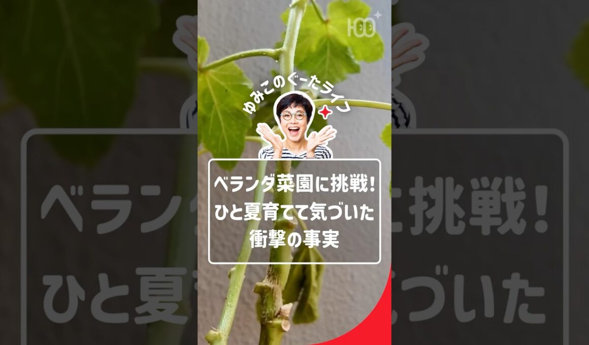 ベランダオクラ　#有働由美子