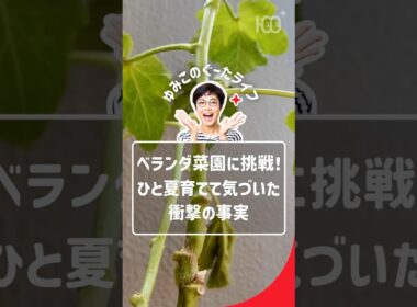 ベランダオクラ　#有働由美子