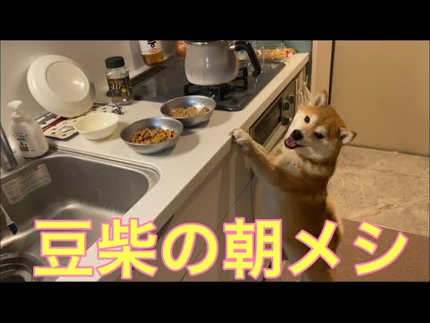 【柴犬飼い主56歳】ドカタが豆柴の朝メシ準備。