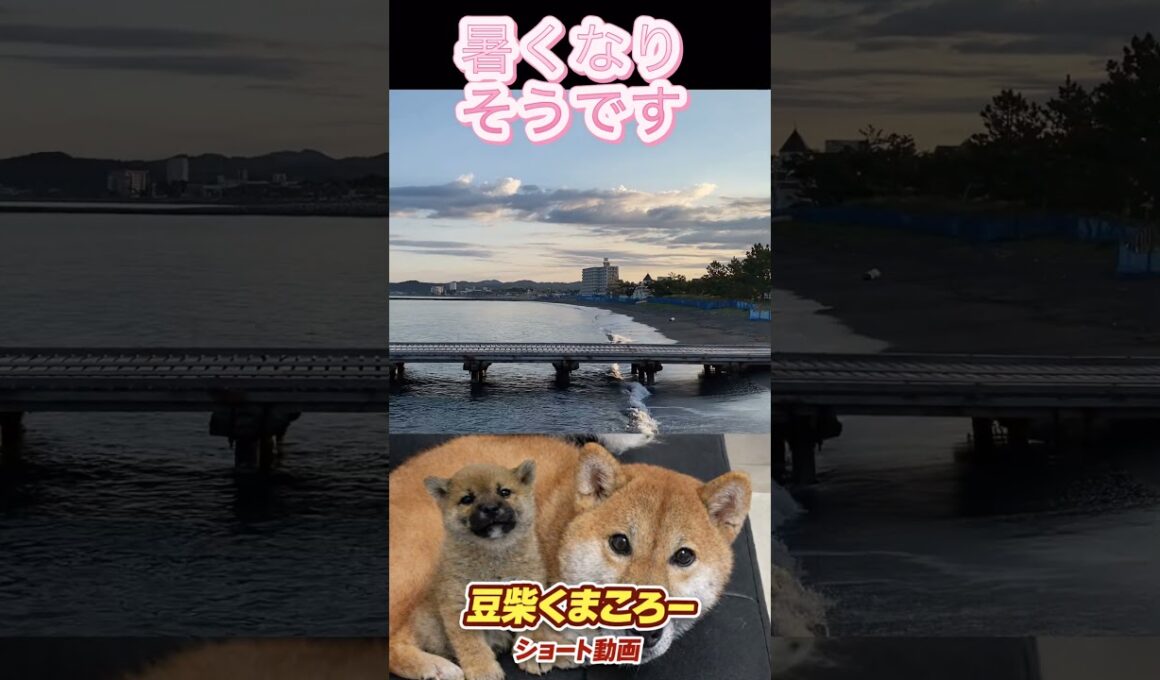 #柴犬 　#くまころー　#ポイポイポー君三世　#犬好きと繋がりたい