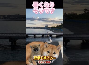 #柴犬 　#くまころー　#ポイポイポー君三世　#犬好きと繋がりたい