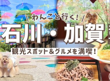 【石川・加賀】愛犬と行く！グルメ＆おすすめ観光スポット♨️｜ゆのくにの森｜山中温泉食べ歩き