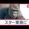 大ブーム起こした「イケメンゴリラ」11年後の姿は　魔の交差点は信号機一つで劇的変化【Jの追跡】【スーパーJチャンネル】(2026年10月4日)