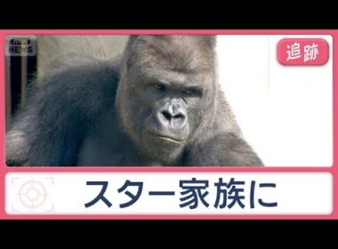 大ブーム起こした「イケメンゴリラ」11年後の姿は　魔の交差点は信号機一つで劇的変化【Jの追跡】【スーパーJチャンネル】(2026年10月4日)