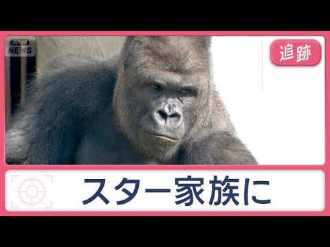 大ブーム起こした「イケメンゴリラ」11年後の姿は　魔の交差点は信号機一つで劇的変化【Jの追跡】【スーパーJチャンネル】(2026年10月4日)