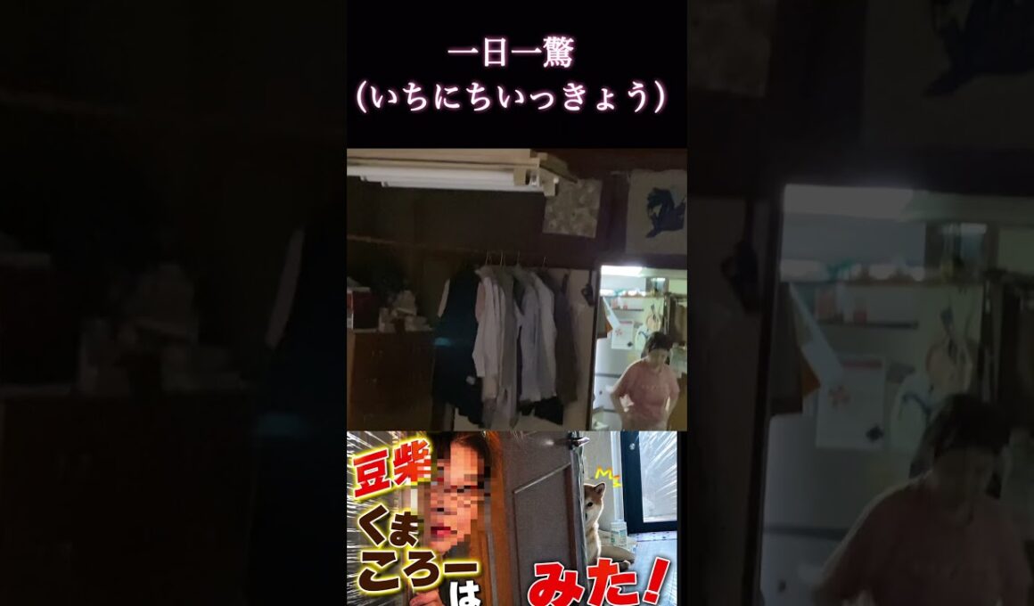 #くまころー飼い主が #一日一驚