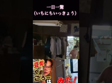 #くまころー飼い主が #一日一驚