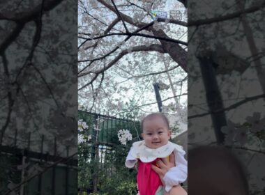 桜の下でたかいたか～い