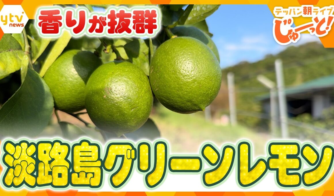 ジューシーで香りが抜群！淡路島で大人気のグリーンレモン収穫体験【テッパン朝ライブ じゅーっと！/じゅーっ特集！生中継】