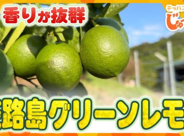 ジューシーで香りが抜群！淡路島で大人気のグリーンレモン収穫体験【テッパン朝ライブ じゅーっと！/じゅーっ特集！生中継】