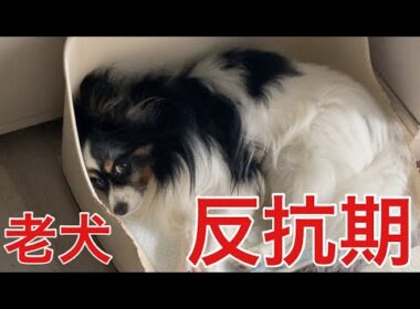 【柴犬飼い主54歳】急に言う事きかなくなった老犬！