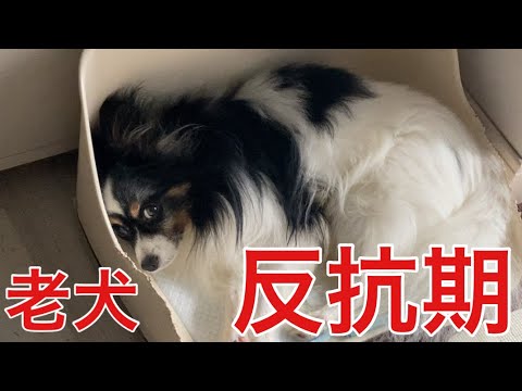 【柴犬飼い主54歳】急に言う事きかなくなった老犬！