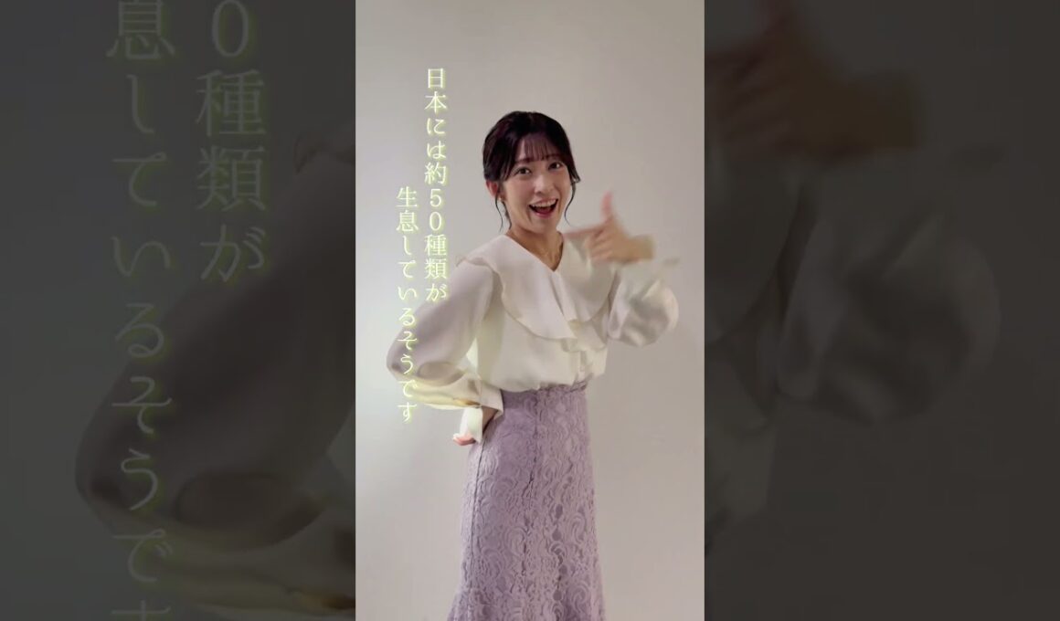 【ややウケ天気予報】ホタルの種類 #通勤タイパ #山岸愛梨 #豆知識