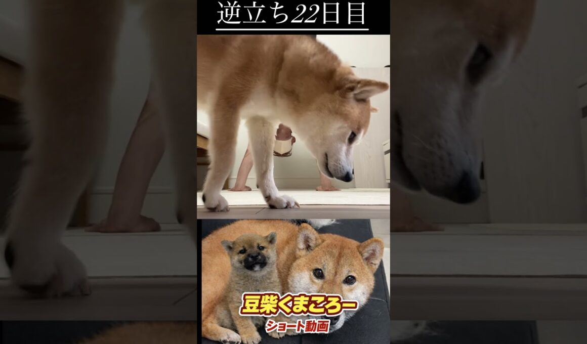 #柴犬 　#くまころー　#ポイポイポー君三世　#犬好きと繋がりたい